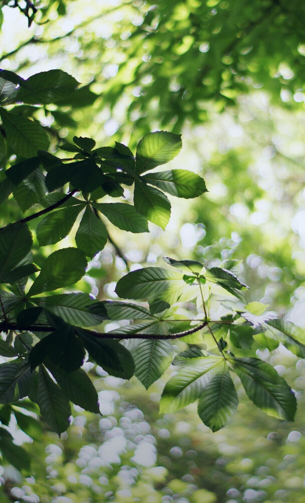 SUSTAINABILITY サステナビリティ