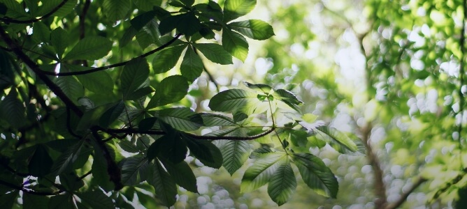 SUSTAINABILITY サステナビリティ